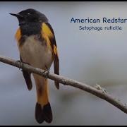 Using EBird Status And Trends For Animated Maps