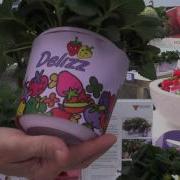 2016 Spring Trials ABZ Seeds