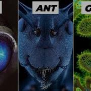 Objects Under Electron Microscope Part 1