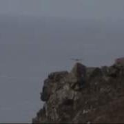 Peregrine Falcons Aerobatics 2