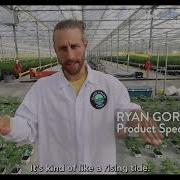 Glass House Farms Ebb And Flow Watering System