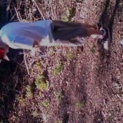 44 Magnum And A Watermelon