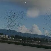 Microsoft Flight Simulator 2020 Trees Bug Report Texture Crash