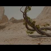 Tree Growth Blender 2 8 Tutorial