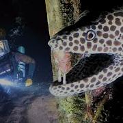 What Creatures Patrol The Ocean Floor At Midnight