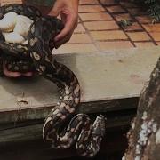 Snake Catcher Interrupts Python Mom With Her Eggs National Geographic