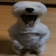 Top 5 Dog