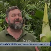 Stinky Corpse Flower Will Bloom Soon At New York Botanical Garden