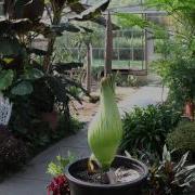 Extended 11 Day Time Lapse Of URI S Titan Arum Bloom