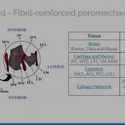 Statistical Shape Modelling Of The Knee Joint Poromechanical Model By Phd Candidate Ruoqi Deng