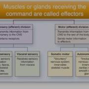 Chapter 12 Module 1 Organization Of The Nervous System