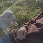 Cute Lamb Needs Attention