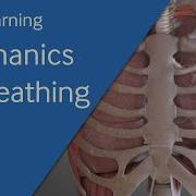 Основы вентиляции механика дыхания BMJ Learning