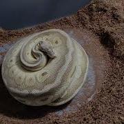 ANGRY MOM BALL PYTHON ON EGGS Getting The Eggs Away Candle And Set Up