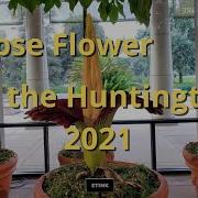 Corpse Flower At The Huntington 2021