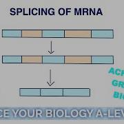 Splicing Of MRNA A Level Biology Revision Masterclass AQA OCR Edexcel WJEC