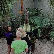 Corpse Flower Blooming Time Lapse