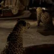 Sheena Leopard Morph HQ