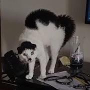 CATS Totally Bonkers And Unpredictably Weird