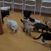 Cats Scared By Cleaning Robot