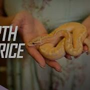 Overpriced Ball Pythons Vs TRUE VALUE Ball Python Breeding Ballpython Snake Reptiles