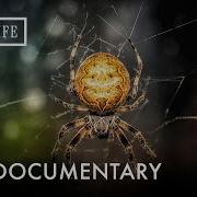 Are These The Most Venomous Spiders Little Matters Spiders Full Documentary