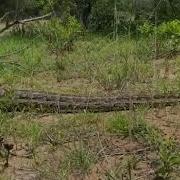 African Rock Python