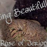 Rose Of Jericho Prosperity Ritual