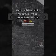 This Video Will TRIGGER Your ARACHNOPHOBIA Shorts Randomphobias1