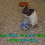 10 Prop Based Tricks To Train With Your Rat S Mini Tutorials