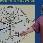 Eve Marder Brandeis University Part 1 Introduction To Central Pattern Generators