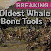 20 000 Year Old Whale Bone Tools Discovered