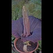 WATCH LIVE Cleveland Zoo Streaming Blissfully Odorless Video Of Corpse Flower Blooming