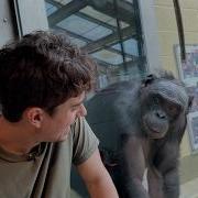 Apes Freaked Out When I Spoke Their Language