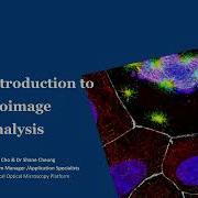 Introduction To BioImage Analysis