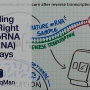 Finding The Right MicroRNA MiRNA Assays Ask TaqMan 31