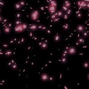 Falling Cherry Blossom Petals