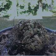 Resurrection Plant Rose Of Jericho Time Lapse