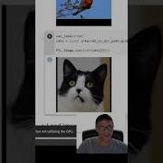 One Too Many Cats In My Wildlife Dataset Tensorflow