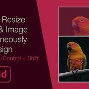Как изменить размер рамки и изображения одновременно в InDesign