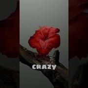 Really Cool Geometry Nodes For Making Flowers Blender Blender3d 3dart