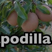 All About Sapodilla