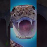Can Snakes Die From Venom