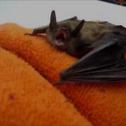 BabyBat Chirping