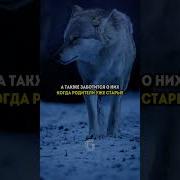 Будь как волк