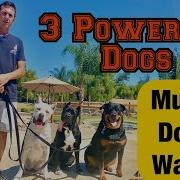 Learn How To Calmly Walk Multiple Dogs