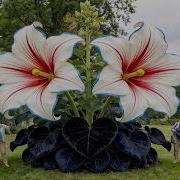 20 Das Flores Mais Belas Das Américas As Flores Criadas Por Deus Que Os Brasileiros Mais Amam