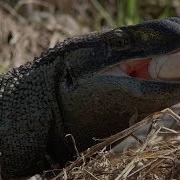 Monitor Plunders Alligator Nest 02