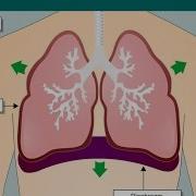 Animation Showing Normal Breathing
