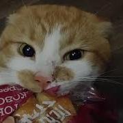 Slav Cat Trying To Get This Bread